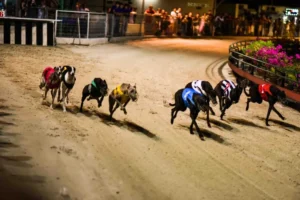 Hướng Dẫn Cách Chơi Game Nhanh Đua Chó Tại Iwin Club Thắng Lớn