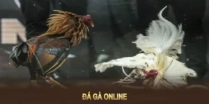 Cách Chơi Đá Gà Ga28 Tại Iwin Club Với Kèo Meron Wala Thưởng Cao